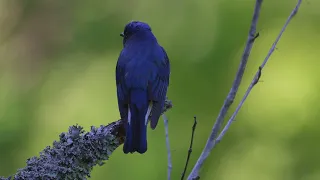 【鳥の声】オオルリちゃんのさえずり_早戸川