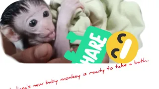 Leliana's baby monkey is clean and immediately drinks milk and eats 🥰🥰