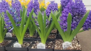 Hyacinth. Virginia.