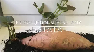 🍠 Проращивание Рассады Батата