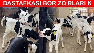 SUT EMDI NASILDOR BUZOQLAR SIFATI ZOʻRIDAN💯😲🏃📞998259999