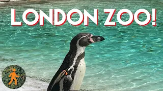 London Zoo in One Hour - Virtual HD Walk - Me at the Zoo