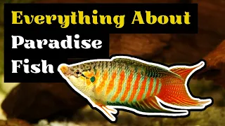 Paradise Fish Care (Paradise Gourami Tank Mates, Breeding, Tank Size and Feeding Info)