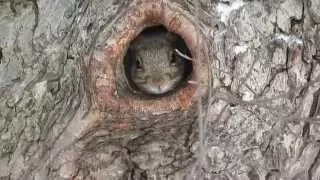 Grey Squirrel playing peek-a-boo in tree on KSC Campus