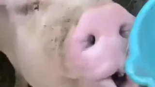 Свинья пьёт водку🐷