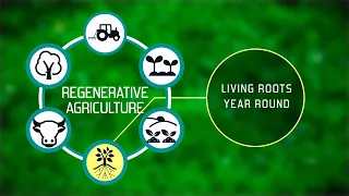 Regenerative Agriculture - Key Principle 4 - Living roots year round