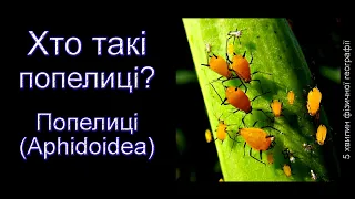 Хто такі попелиці?