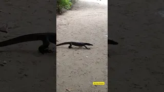 Monitor Lizard 🦎🦎 @Krabi Thailand #thailand #krabi #monitorlizard