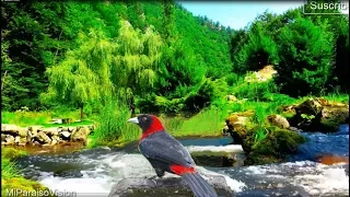 Amazing Birds Chirping in the Mountains, Calming River Sounds, Relaxation, Stress Relief, Sleep