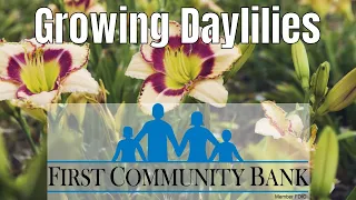 Growing Daylilies: Daylily Types and Propagation