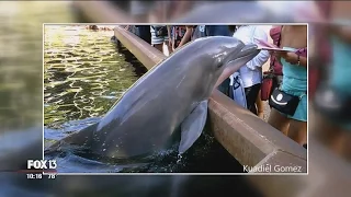 Man who recorded dolphin taking iPad still laughing