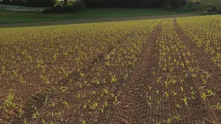 FarmVlog#48 Der Mais schaut aus dem boden Reihenunabhängig