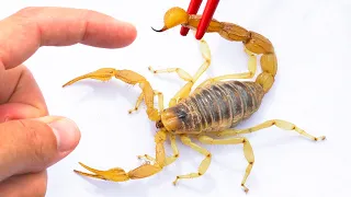 STUNG by a Scorpion!