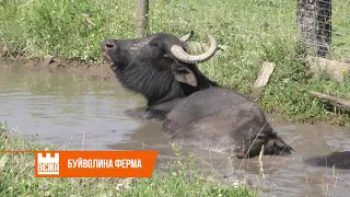 Поблизу Івано-Франківська прикарпатець організував "буйволину ферму"