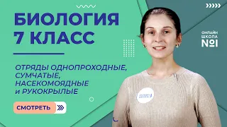 Отряды Однопроходные, Сумчатые, Насекомоядные и Рукокрылые. Видеоурок 26. Биология 7 класс