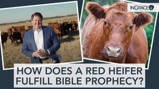 Does the RED HEIFERS' Arrival Speed up the Rebuilding of the THIRD TEMPLE in Jerusalem? InGrace