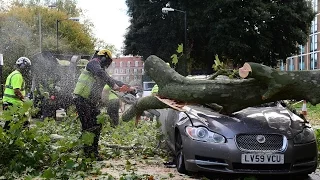 Tree Cutting Fails And Idiots With Chainsaws 1