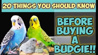 20 Things You Need to Know Before Getting a Budgie / THE TRUTH About Budgies as Pets / Shabu's Vlog