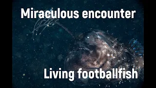 Underwater video of living Pacific footballfish（Himantolophus sagamius）