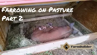 Farrowing Gilts on Pasture Pt. 2