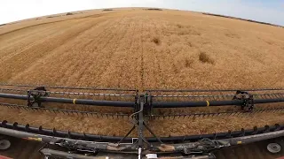 Harvesting Wheat with 45 ft Macdon Flex headers and 8240 Case Combine