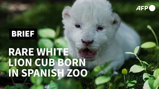 In Spain, the white lion cub whose mum didn't want him | AFP