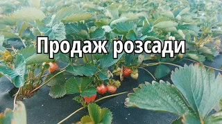 Як правильно садити розсаду полуниці?Продаж розсади полуниці