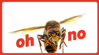 BEE ATTACK In Las Vegas - Stung 130 TIMES! (Need To Know) #lasvegas #news #bees