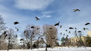 Canadian Geese Takeoff in Slow Motion