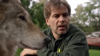 Loups solitaires en toute liberté DOC FRENCH