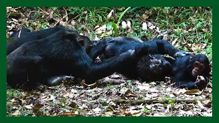 🔴 #TSC: MEET MAHALE'S CHIMPANZEE | MAHALE MOUNTAIN NATIONAL PARK