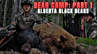 Bear Camp! 3 BEARS DOWN! | Alberta Black Bears