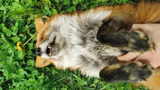 Who makes foxes happy?