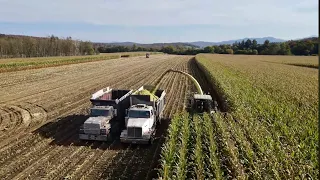 Stuck trucks! Cover crop and corn is rolling in!