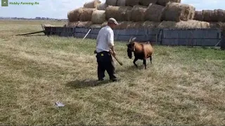 Ciobanul nervos pe țapul care-l împunge ‼️Mi-am cumpărat un țap de munte care este agresiv 🔞🐐