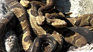 34 RATTLESNAKES AND THE BIGGEST DEN WE EVER FOUND Pittsburgh Boys Go Snake Hunting 2021 Pennsylvania