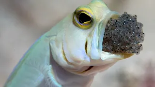 How Mouth Brooding Fish Adapted to Hold Eggs in Their Mouths