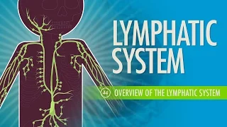 Lymphatic System: Crash Course Anatomy & Physiology #44