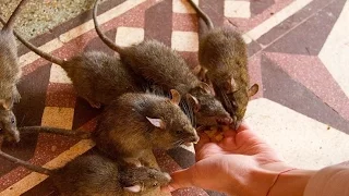 Rat is holy here! The Temple of Rats in India