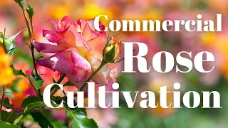 EVERYTHING you Need to Know About GROWING ROSES