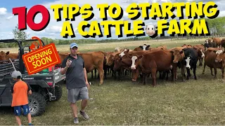 Starting a Beef Cattle Farm 10 TIPS for beginners to start a Cattle Ranch