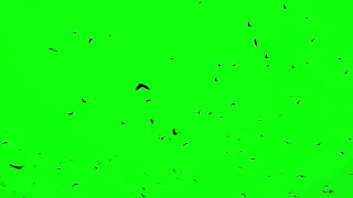 flying crow green screen | Crow free green screen video no copyright | Portable Green Screen
