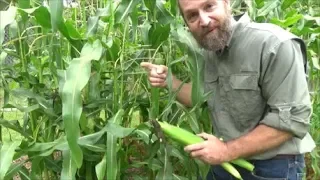 when to harvest sweet corn