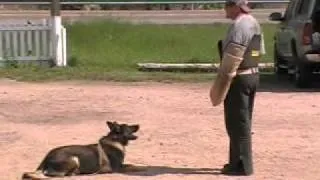 Colorado Canine Training - Protection Training