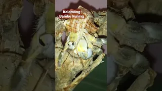 Kelomang lovers! Kelomang bambu kuning. Hermit crab.