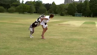 Dogs Behaving (Very) Badly S03E04 - Great Dane | Dog Training Tutorial