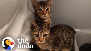 These Feral Kitten Siblings Transform Into Completely Different Cats | The Dodo Faith = Restored