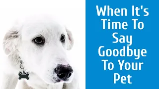 When It's Time To Say Goodbye To Your Pet