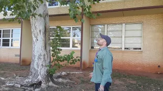 Taking a plant specimen for an herbarium collection