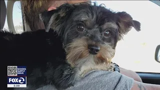 Yorkie missing after carjacking at Emeryville hotel